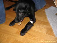  Odin&Aleena 011.jpg 